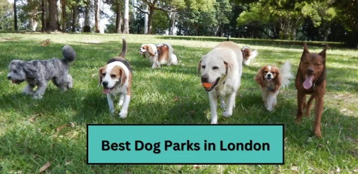 Најбољи паркови за псе у Лондону