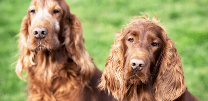 Oznaki, że pies wkrótce zacznie rodzić