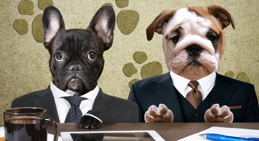 rejestracja papierowa psów