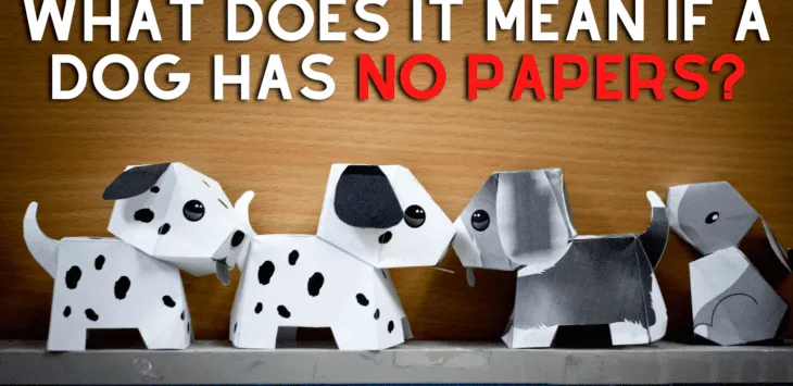 Hvad betyder det, hvis en hund ikke har papirer?