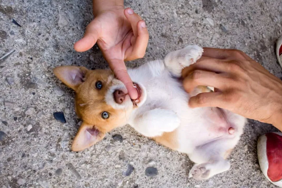 Pourquoi les chiens n’ont-ils pas de nombril visible comme les humains ?