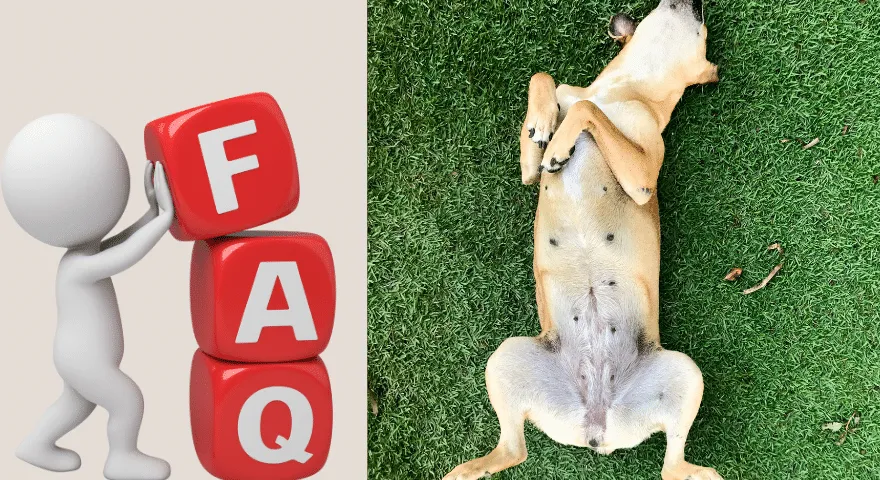 FAQ Nombril pour chiens