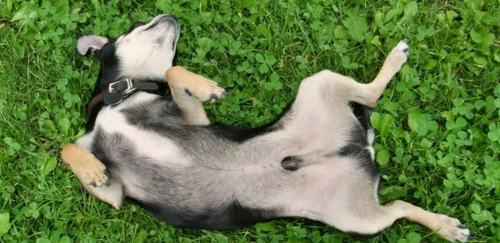 Miért nem látszik a kutyáknak a köldökük, mint az embereknek?