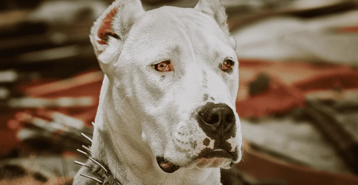 Bait Dog: odsłanianie ciemnej strony walk psów