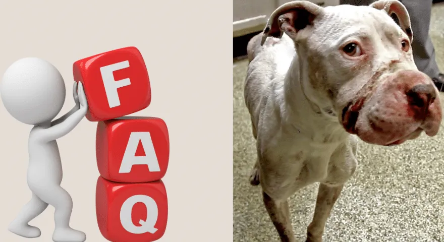 Często zadawane pytania na temat przynęt dla psów