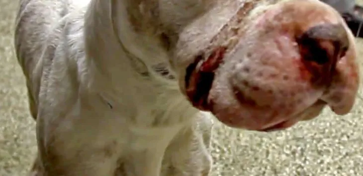 Bait Dog: Dezvăluirea părții întunecate a luptei cu câini