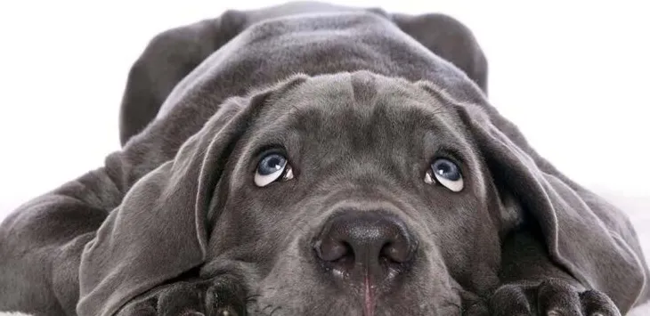 Jak długa jest pamięć psa