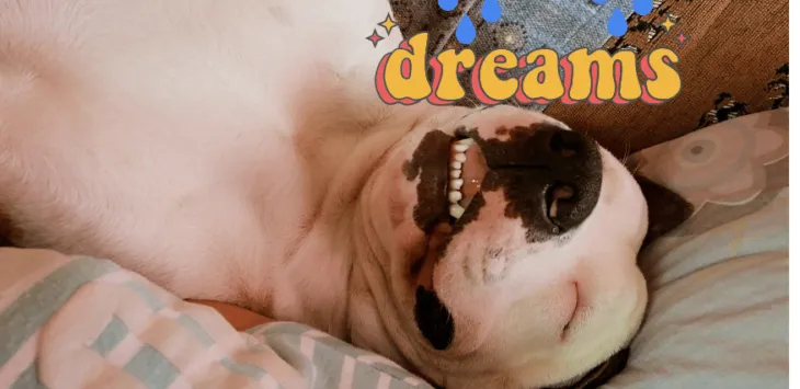 Apakah Anjing Mengalami Mimpi Basah?