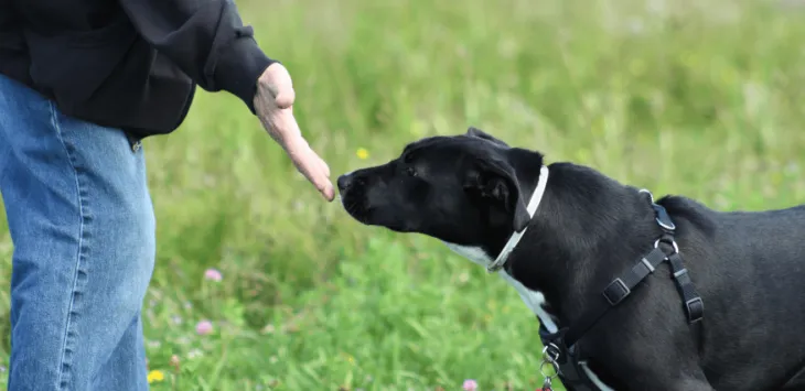 Jak psy rozpoznają, czy dana osoba jest dobra, czy zła