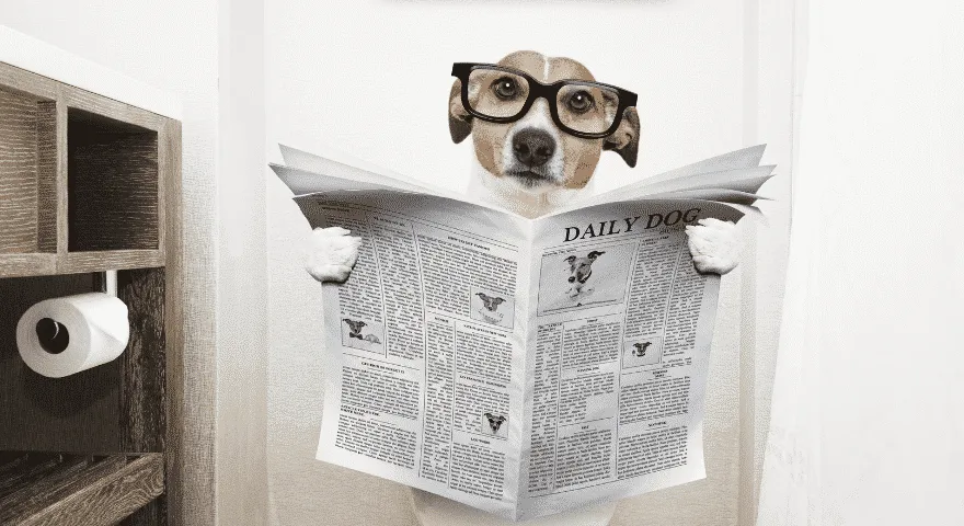 WC de gossos fent caca