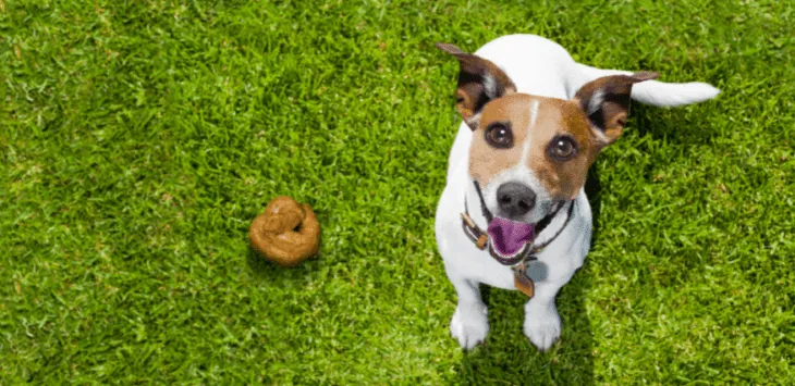 Quant de temps triguen la caca de gos a descompondre's?
