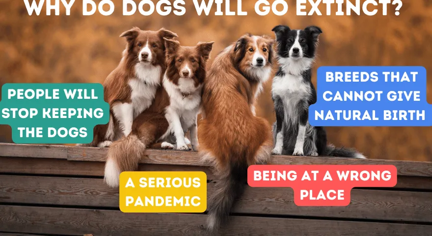 Dlaczego psy wyginą