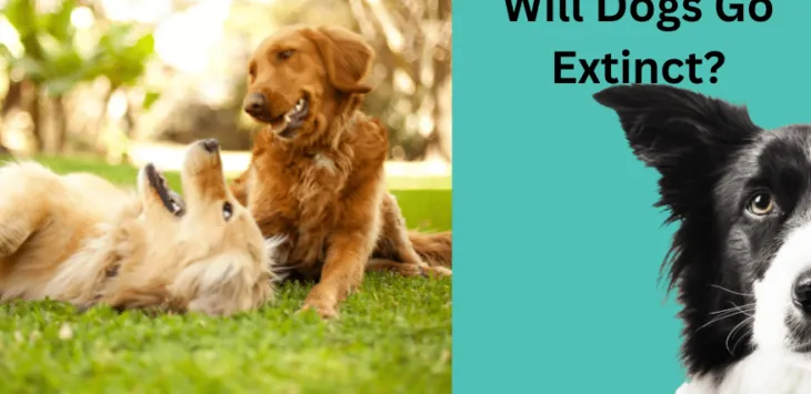 Czy psy wyginą w odległej przyszłości?