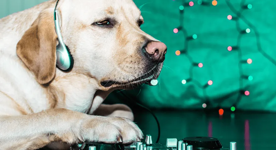 Pies DJ Czy psy rozumieją muzykę' title='Czy psy rozumieją muzykę