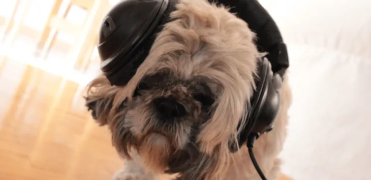 Czy psy rozumieją muzykę