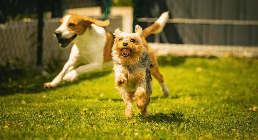 다음과 같은 의학적 상태