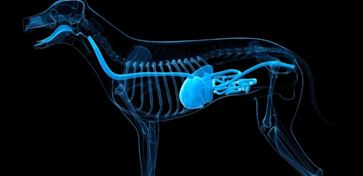 Cik ribu ir suņiem?