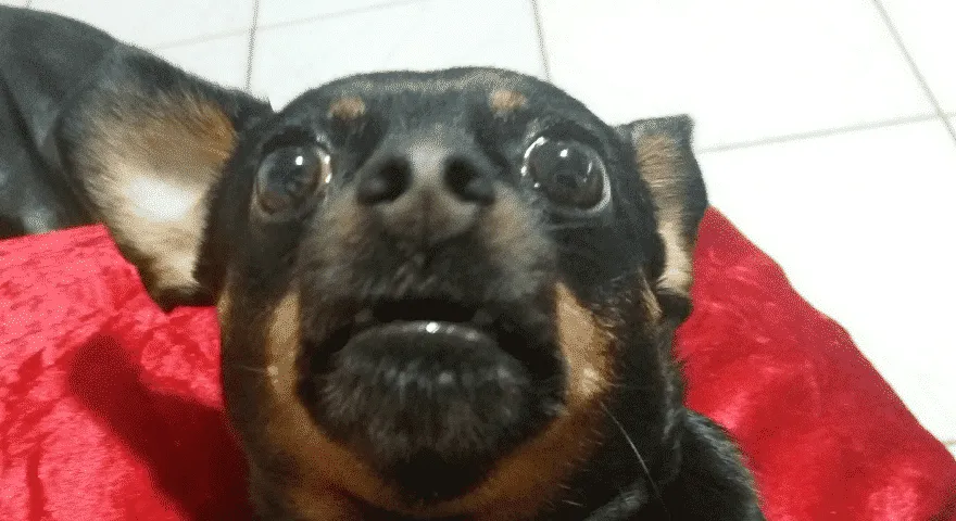 Hund hat plötzlich Angst vor etwas im Haus