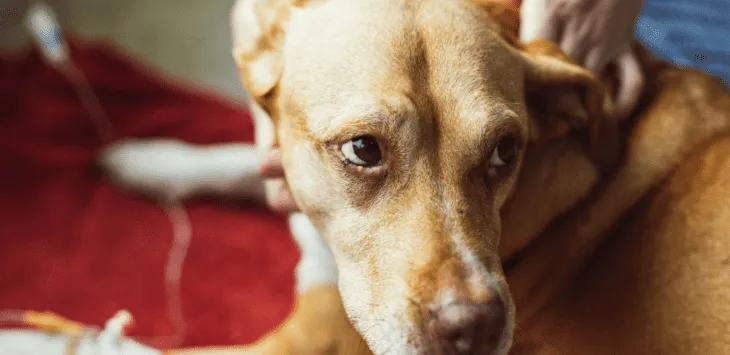 개는 갑자기 집에 있는 것을 두려워했습니다.