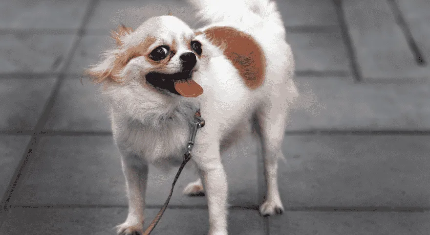 Najczęstsza przyczyna metalicznego zapachu u psów