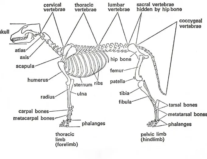 犬の骨は何本ありますか?