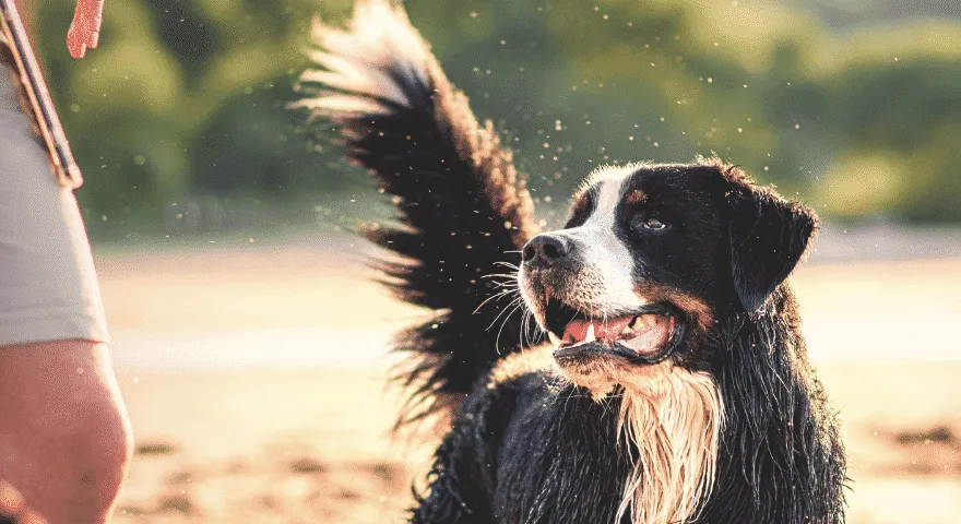 gioca duro con il tuo cane