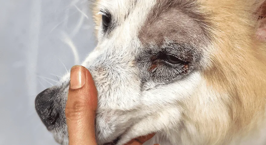 Koľko očných viečok majú psy