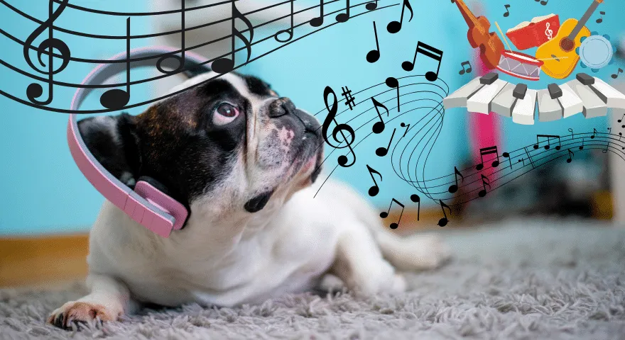 Musiikin vaikutus koiriin