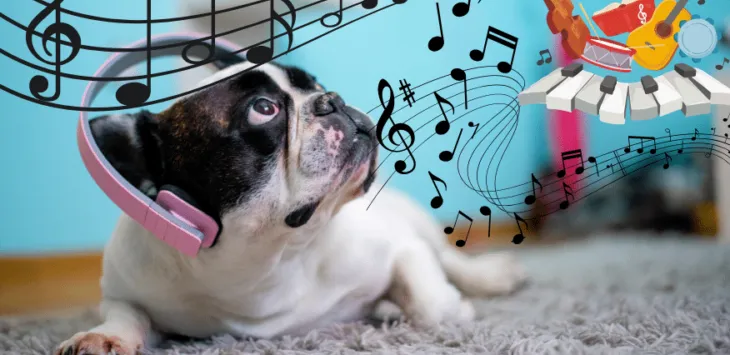 Musiikin vaikutus koiriin: Onko koirilla suosikkityylilaji?