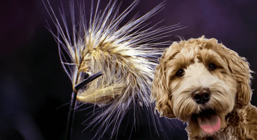 Czy wyczyniec może zabić psa' title='Ile czasu potrzeba, aby wyczyniec zabił psa