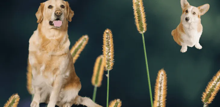 Ile czasu potrzeba, aby wyczyniec zabił psa
