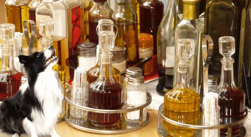 האם חומץ רע לכלבים