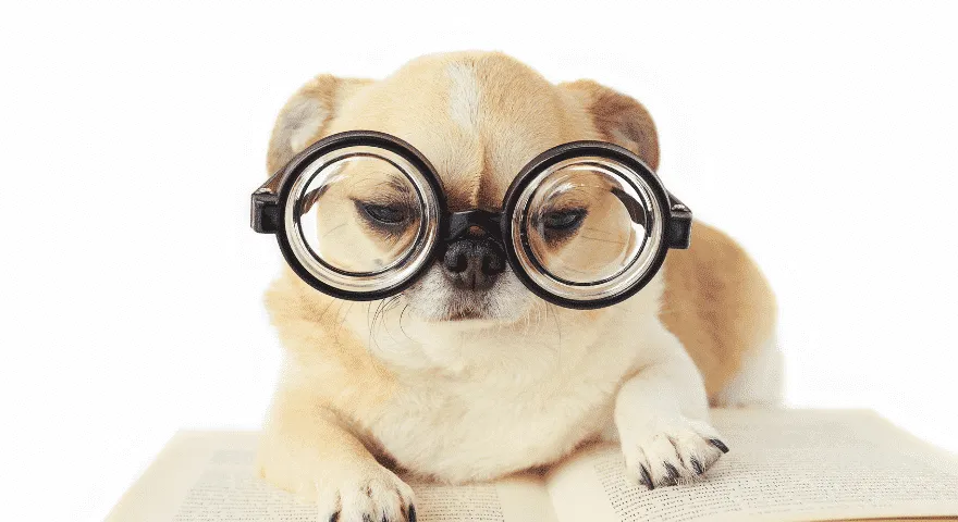 hund med sjove briller