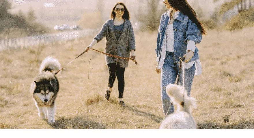 Hond heeft op deze manier leren lopen
