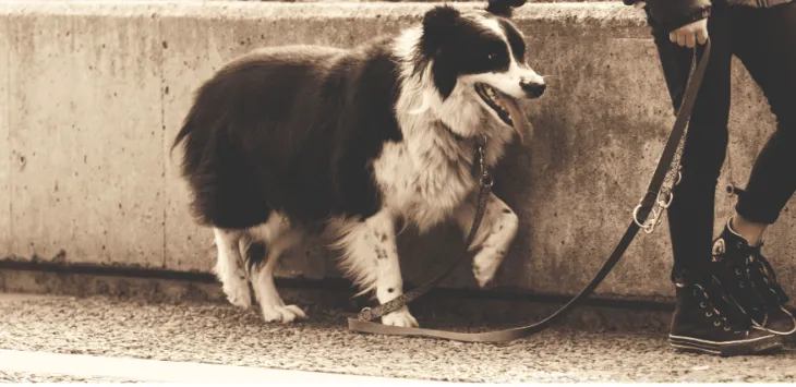 Hunden min går sidelengs