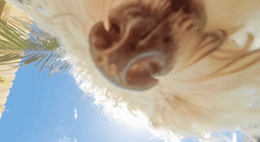 пси мрзе мирис