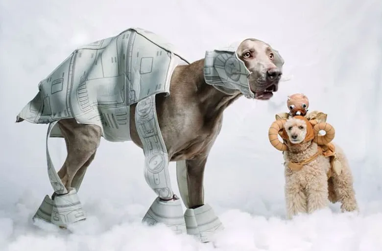 Imiona dla psów z Gwiezdnych Wojen' title='Imiona dla psów z Gwiezdnych Wojen