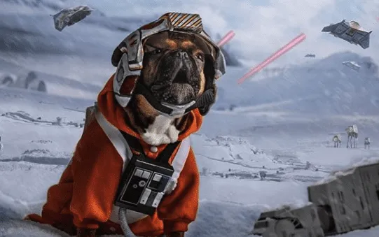 Imiona dla psów z Gwiezdnych Wojen
