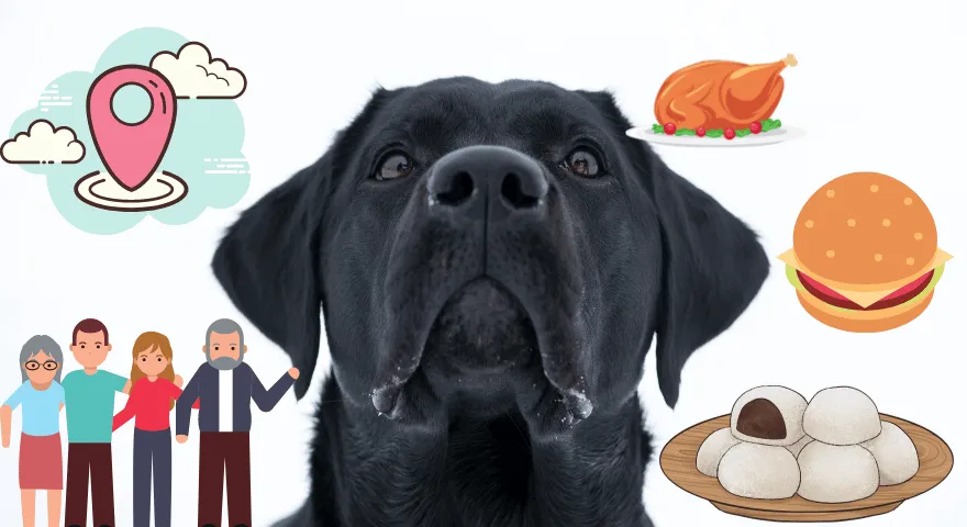 כלבים זוכרים יותר ממה שאנחנו חושבים