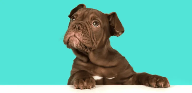 Quanta memória um cachorro tem