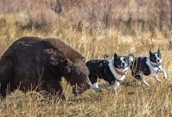 Jak blisko spokrewnione są psy i niedźwiedzie?' title='Jak blisko spokrewnione są psy i niedźwiedzie?
