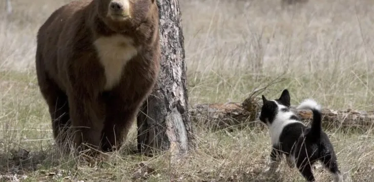 Jak blisko spokrewnione są psy i niedźwiedzie?