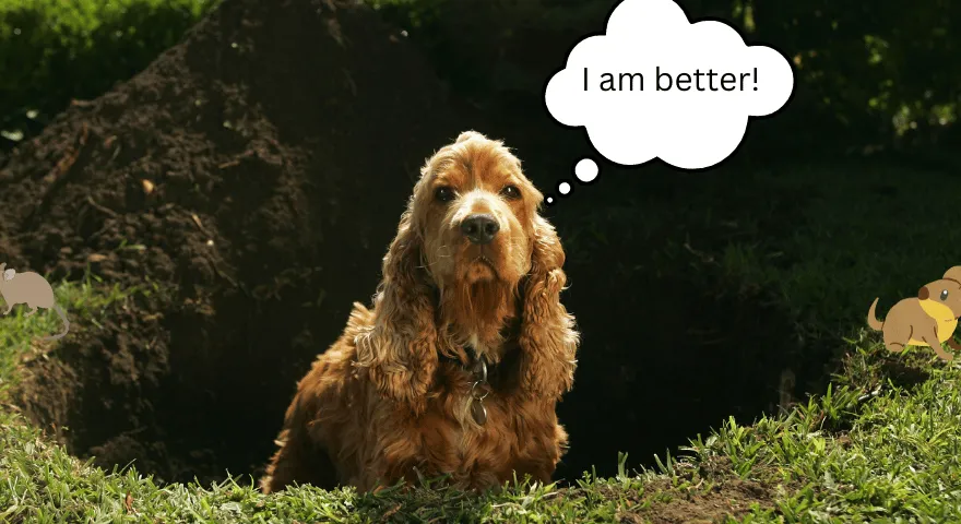 Eviteu que el vostre gos cavi a la terra