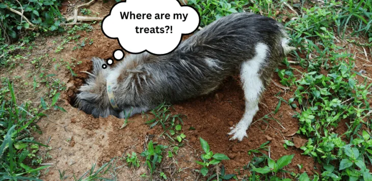 Remeis casolans per evitar que el vostre gos cavi a la brutícia