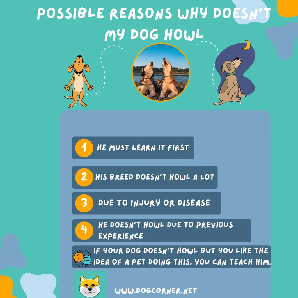 Miért nem üvölt a kutyám?