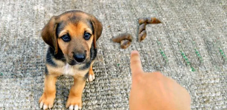 El meu cadell no farà caca a l'exterior