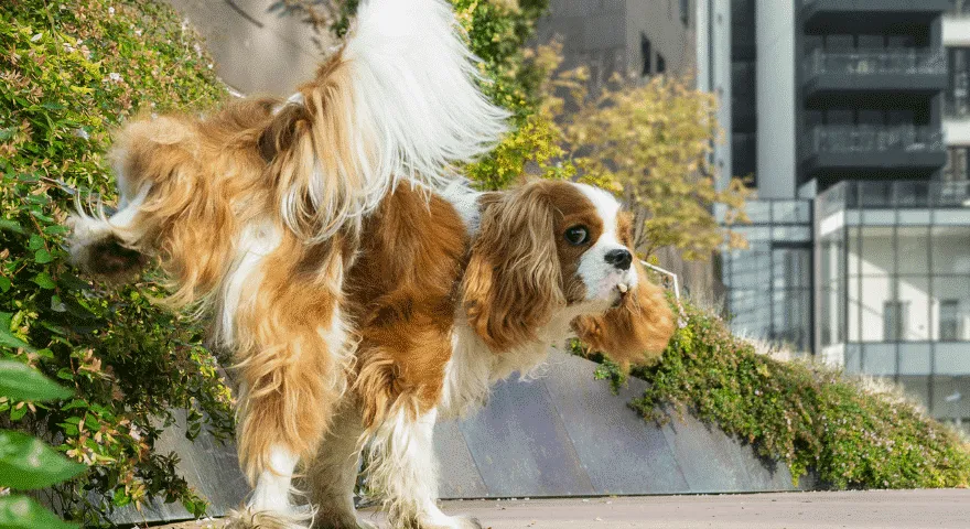 Come impedire a un cane di marcare all