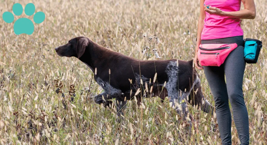 podróż polegająca na szkoleniu psa myśliwskiego