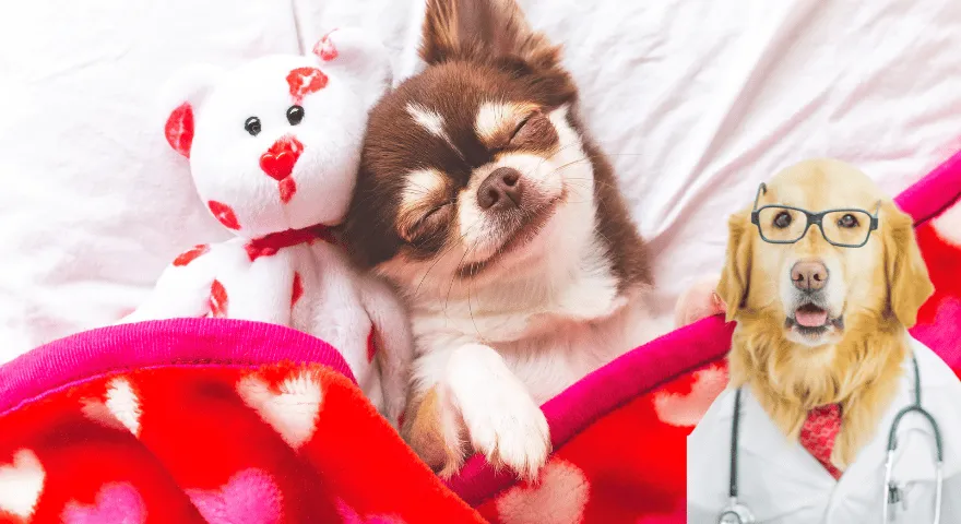 Czy mój pies śpi za dużo