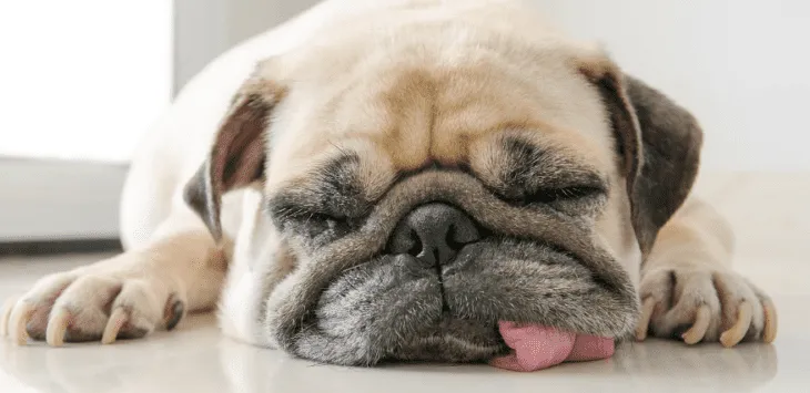 犬はなぜそんなによく寝るのでしょうか？ 7 つの理由を説明します。